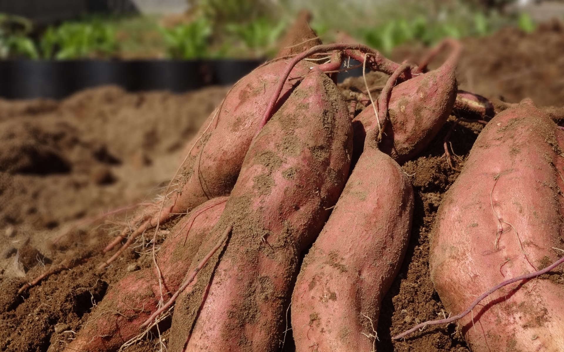 季節の農業体験